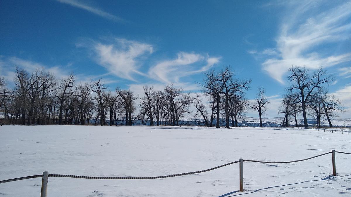 Snow-covered field with a rope fence in front of bare cottonwood trees under a blue sky